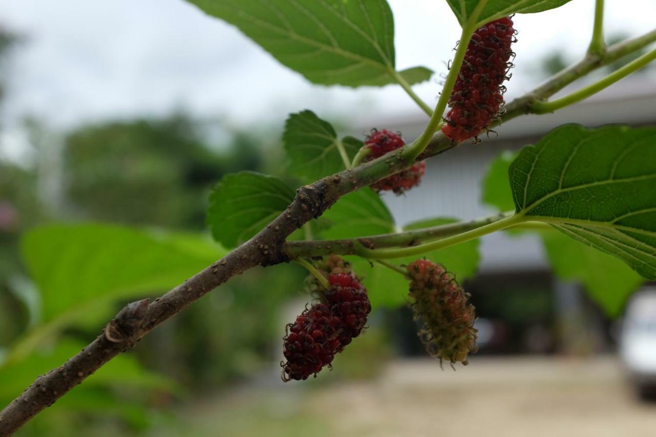 Phrao Rai Boonsom 아파트 외부 사진